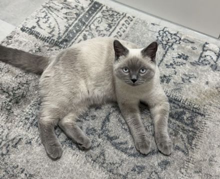 Britisch Kurzhaar Kater