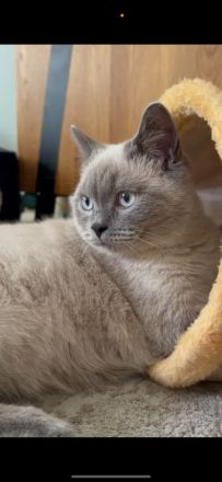 Britisch Kurzhaar Kater