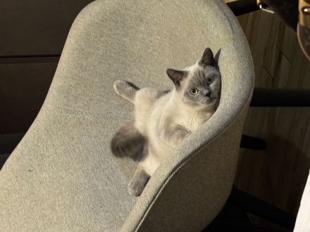 Britisch Kurzhaar Kater