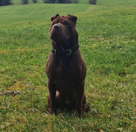 Shar-pei Deckrüde (kein Verkauf!!!)