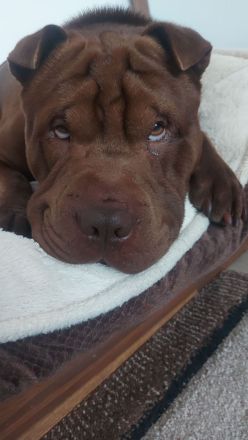 Shar-pei Deckrüde (kein Verkauf!!!)