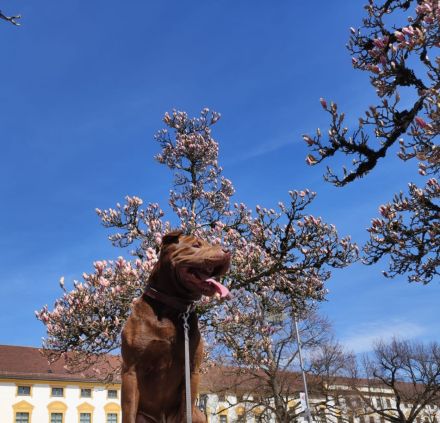 Shar-pei Deckrüde (kein Verkauf!!!)