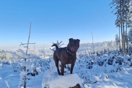 Shar-pei Deckrüde (kein Verkauf!!!)
