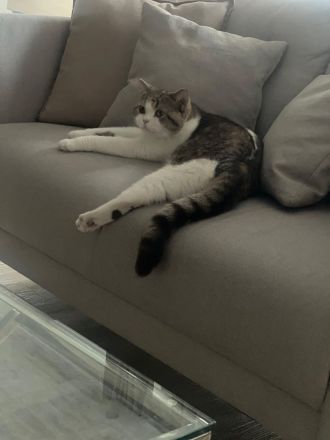 Britisch Kurzhaar (BKH) Katze zu verkaufen – 3 Jahre alt, kastriert und geimpft