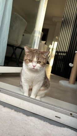 Britisch Kurzhaar (BKH) Katze zu verkaufen – 3 Jahre alt, kastriert und geimpft