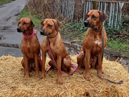 Rhodesian Ridgeback Welpen -abgabebereit-
