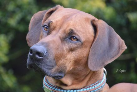 Rhodesian Ridgeback Welpen -abgabebereit-