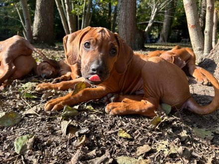 Rhodesian Ridgeback Welpen -abgabebereit-