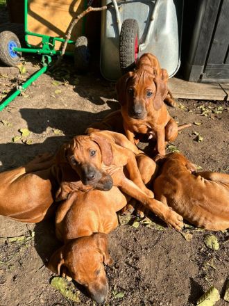 Rhodesian Ridgeback Welpen -abgabebereit-