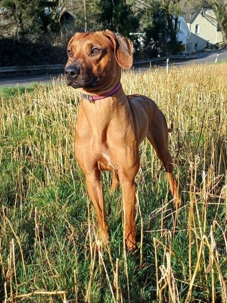 Rhodesian Ridgeback Welpen -abgabebereit-