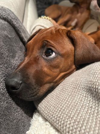 Rhodesian Ridgeback Welpen -abgabebereit-