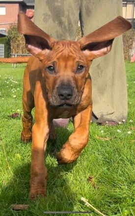 Rhodesian Ridgeback Welpen -abgabebereit-