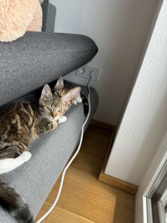 2 Europäische Kurzhaar Mischling Kitten