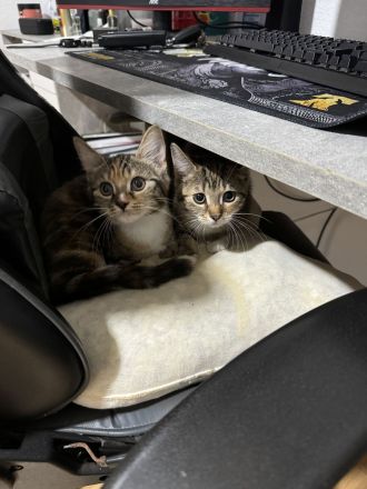 2 Europäische Kurzhaar Mischling Kitten