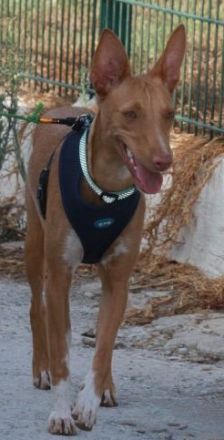 Bambi möchte ein liebevolles Zuhause!