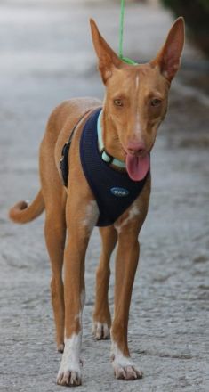 Bambi möchte ein liebevolles Zuhause!