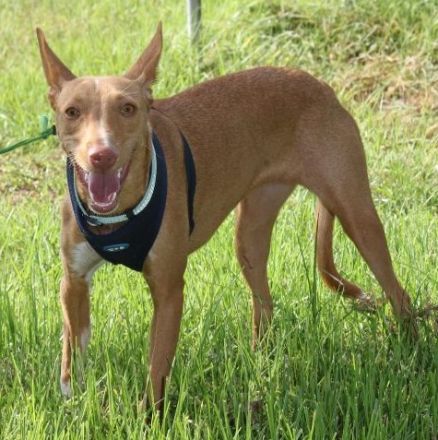 Bambi möchte ein liebevolles Zuhause!