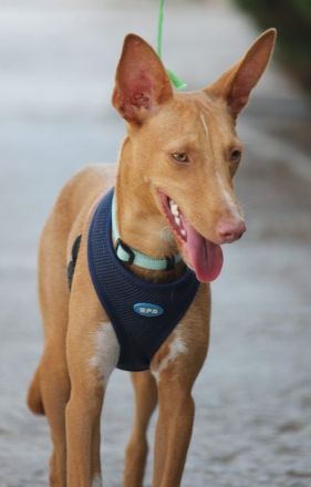 Bambi möchte ein liebevolles Zuhause!