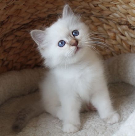 Heilige Birma Kitten mit Ahnentafel,