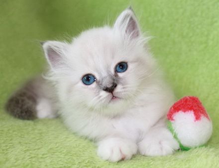 Heilige Birma Kitten mit Ahnentafel,