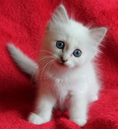 Heilige Birma Kitten mit Ahnentafel,