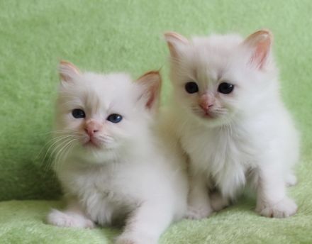 Heilige Birma Kitten mit Ahnentafel,