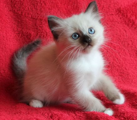 Heilige Birma Kitten mit Ahnentafel,