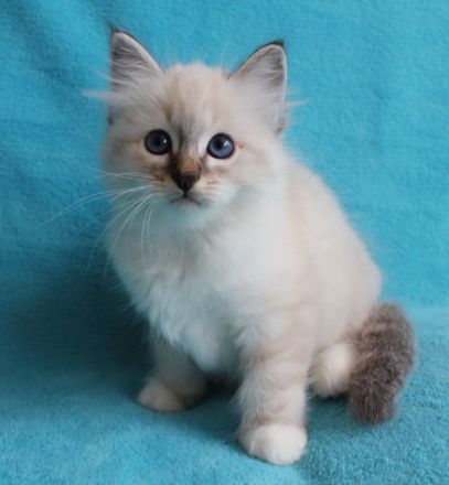 Heilige Birma Kitten mit Ahnentafel,