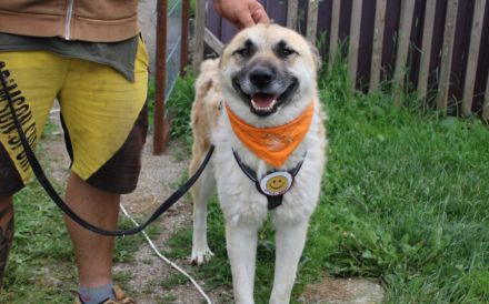 Freigeist Sheldon sucht ein Zuhause