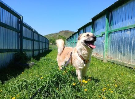 Freigeist Sheldon sucht ein Zuhause