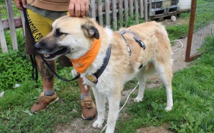 Freigeist Sheldon sucht ein Zuhause