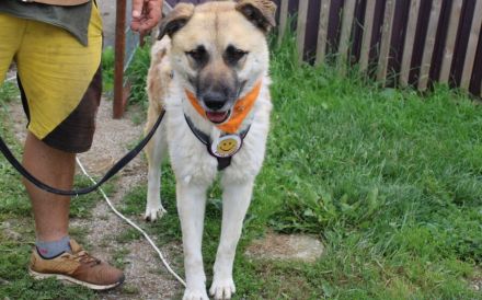 Freigeist Sheldon sucht ein Zuhause