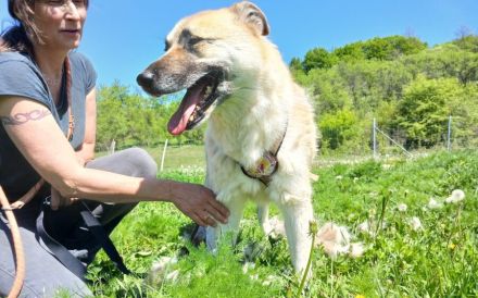 Freigeist Sheldon sucht ein Zuhause