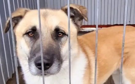 Freigeist Sheldon sucht ein Zuhause