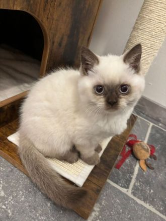 Wunderschöne reinrassige Kitten suchen ein neues liebevolles Zuhause