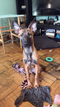 Malinois Rottweiler Hündin sucht ihre Familie