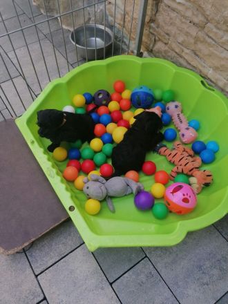 Zwergschnauzerrüde (schwarz) WT: 08.08.2024