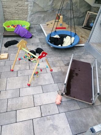 Zwergschnauzerrüde (schwarz) WT: 08.08.2024