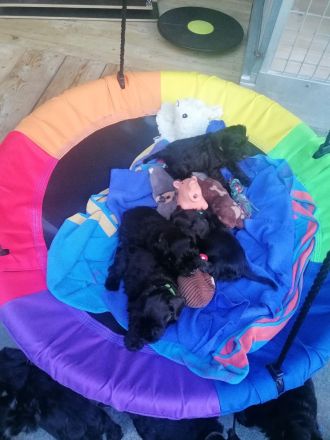 Zwergschnauzerrüde (schwarz) WT: 08.08.2024