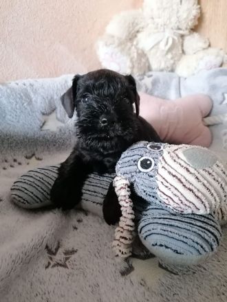 Zwergschnauzerrüde (schwarz) WT: 08.08.2024