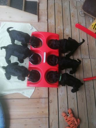 Zwergschnauzerrüde (schwarz) WT: 08.08.2024