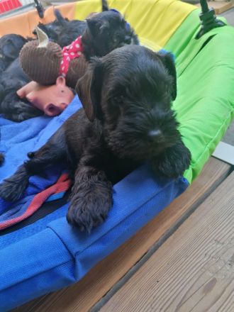 Zwergschnauzerrüde (schwarz) WT: 08.08.2024
