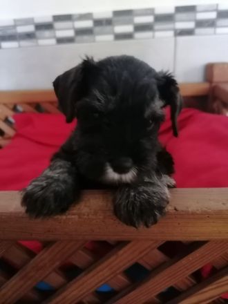 Zwergschnauzerhündin (schwarz-silber) WT: 31.07.2024