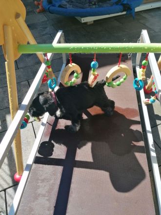 Zwergschnauzerhündin (schwarz-silber) WT: 31.07.2024