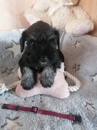 Zwergschnauzerhündin (schwarz-silber) WT: 31.07.2024