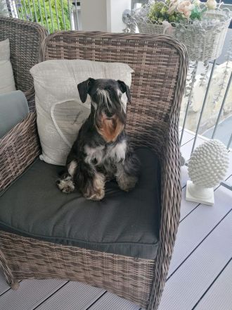 Zwergschnauzerhündin (schwarz-silber) WT: 31.07.2024