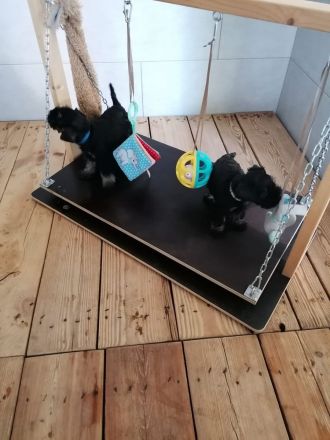 Zwergschnauzerhündin (schwarz-silber) WT: 31.07.2024