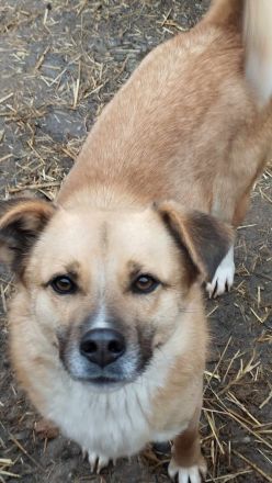 PAULI - zutraulicher Bub sucht eine liebe Familie