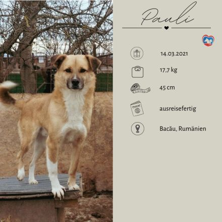 PAULI - zutraulicher Bub sucht eine liebe Familie