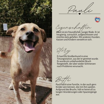 PAULI - zutraulicher Bub sucht eine liebe Familie